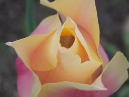 Close-up of the beautiful, blossoming, orange, pink and yellow tulip flower