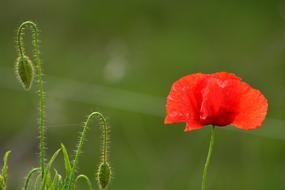 Summer red Poppy Flower at green background