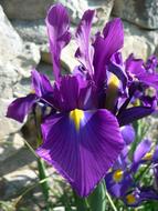 Close-up of the beautiful, blossoming, violet, blue and yellow lily flowers, in sunlight
