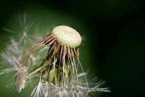 Dandelion Flower Boll Dew Drops