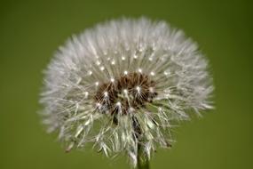 white Dandelion at green background