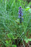 Bloom Purple green grass