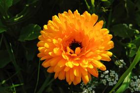 incredible beauty orange Flower