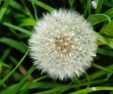 amazing Dandelion Roadside