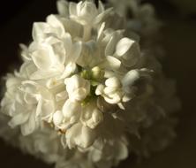 Lilac White Blossom black background