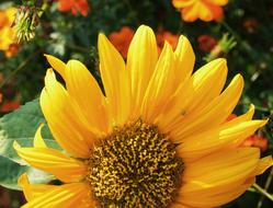 Sunflower Flower Face yellow