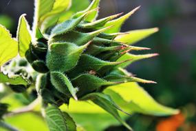Sunflower Bud green