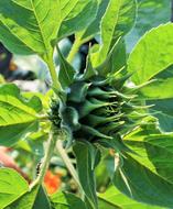 Sunflower Bud close up on blurred background