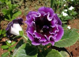 Gloxinia, Violet Flower