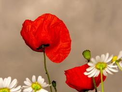 red poppies and daisies on a blurred background