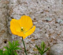 yellow Poppy Flower