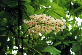 Chestnut Tree Blossom among green leaves