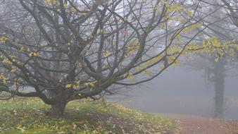 Fog Autumn November Leaf