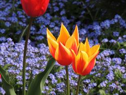 Tulips Macro Bright Red