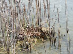 Great Crested Grebe Reed