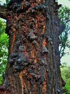 Silver Oak Tree