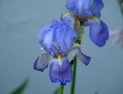 blue iris flowers close up
