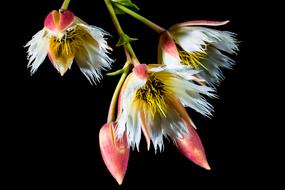 red white Bloom black background