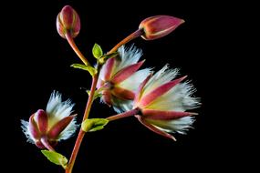 black background Blossom