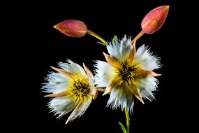 blooming twig with white flowers on a black background