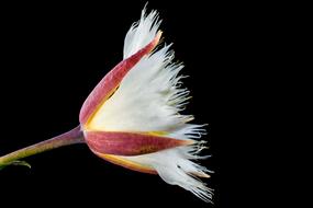 macro view of white Blossom Bloom