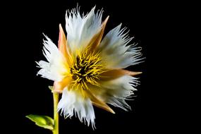 Blossom white black background