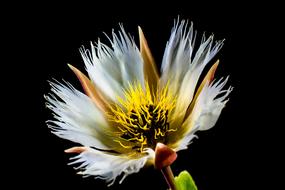 white gold Blossom black background