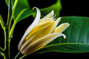 yellow flower with green leaves close up