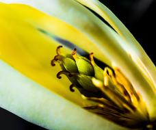 Close-up of the beautiful and colorful, blossoming Michelia Champaca flower, at black background