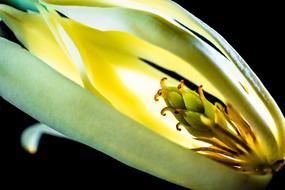 Close-up of the beautiful, blossoming, green and yellow Michelia Champaca flower, in light, at black background