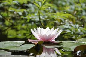 Water Lily Pond Pink