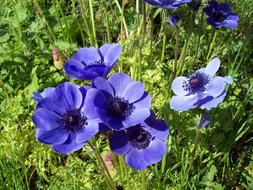 Anemone Flower Blue green grass