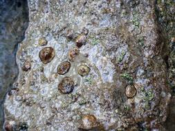 Shells Sea