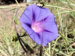 Ipomoea Purpurea Purple