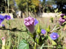 Ipomoea Purple Common flowers