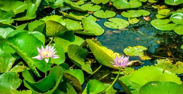 purple lotus flowers with green leaves on the pond