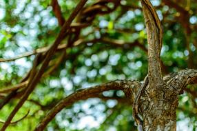 Tree Environment Branches