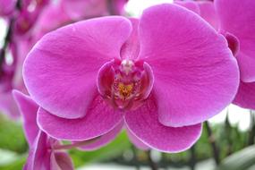 pink orchid flowers close up on blurred background
