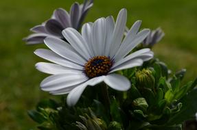 Gerbera Flower in the garden close-up on a blurred background