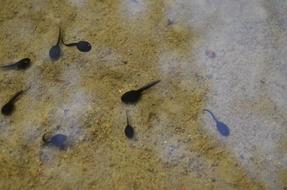 Tadpoles Lake Water