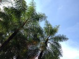 Coconut Trees Sky