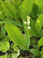 Lily Of The Valley Spring Flowers