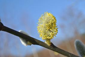 Willow Catkins Blossom