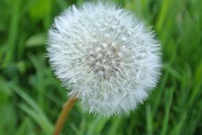 Close-up of the beautiful, fluffy, white dandelion flower, among the green grass