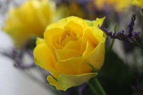 Yellow roses close up at blur background