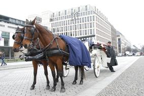 Horses Carrozza Romantic