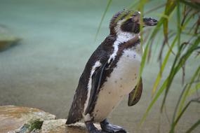 Cheeky Penguin bird in Zoo