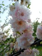 Beautiful blossoming Japanese cherry with white and pink flowers with orange cores