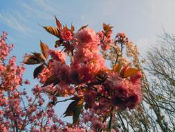 japanese ornamental shrub close up