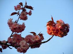 Cherry Blossom Japanese